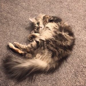 Meet your Posher, Peiyang